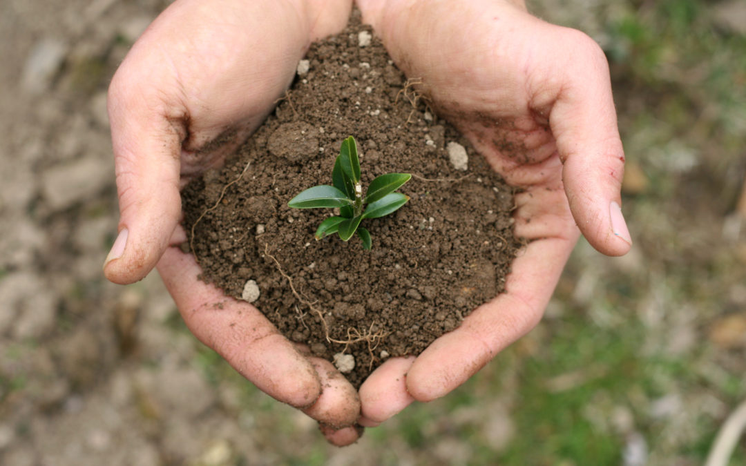 Planting Seeds of Truth Along the Way.